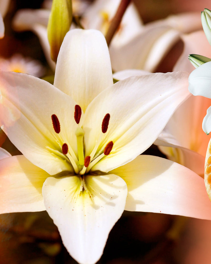 Perfume Maison Label Lily & Tangerine - Perfume
